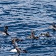 Envol de Puffins des Baléares dans le Mor Braz